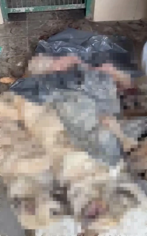 Boz&uuml;y&uuml;k&rsquo;teki barınak skandalına bir yenisi daha eklendi
