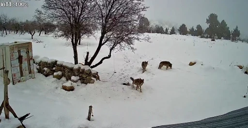 Bozyazı&rsquo;da kurtlar k&ouml;ye indi: O anlar kamerada
