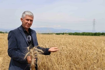 Buğday rekoltesi yüz güldürdü
