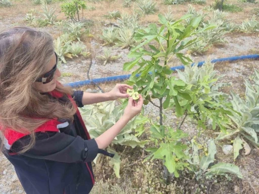 Buharkent&rsquo;te ilek bah&ccedil;elerinde erken d&ouml;nem oluşum tespit edildi
