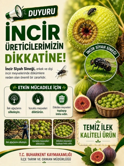 Buharkent&rsquo;te incir &uuml;reticilerine siyah sinek uyarısı
