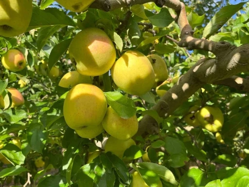 Buldan’da elma hasadı yüz güldürüyor