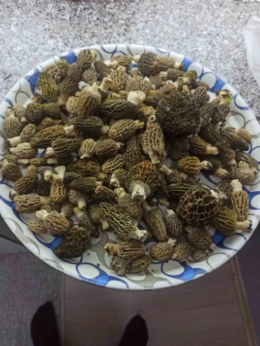 Buldan ormanlarında kuzug&ouml;beği bereketi
