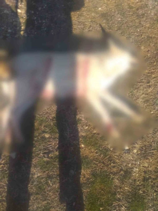 Burdur&rsquo;da k&ouml;peklerin silahla &ouml;ld&uuml;r&uuml;ld&uuml;ğ&uuml; iddialarına valilikten a&ccedil;ıklama
