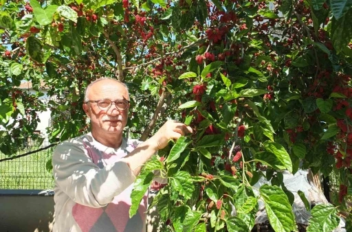 Burhaniye&rsquo;de baharın ilk meyveleri dutlar kendini g&ouml;sterdi
