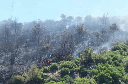 Burhaniye&rsquo;de &ccedil;ıkan orman yangınında yaklaşık 10 dekar alan zarar g&ouml;rd&uuml;
