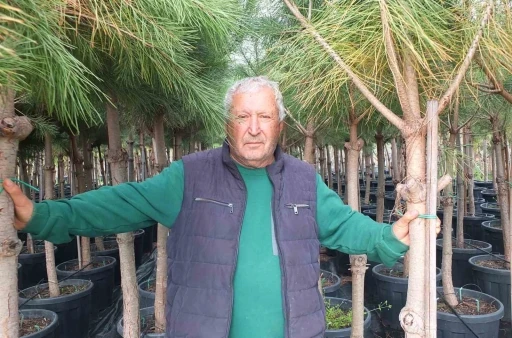 Burhaniye&rsquo;de emekli banka m&uuml;d&uuml;r&uuml;, fıstık &ccedil;amı yetiştiricisi oldu
