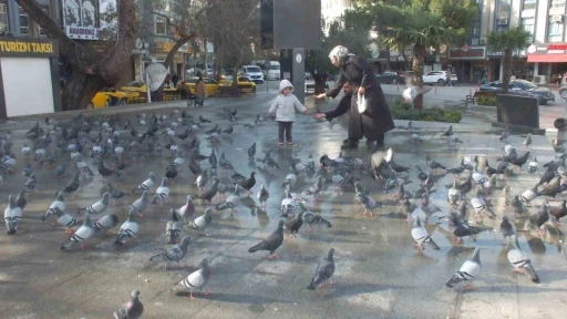 Burhaniye&rsquo;de g&uuml;vercinler imece ile besleniyor
