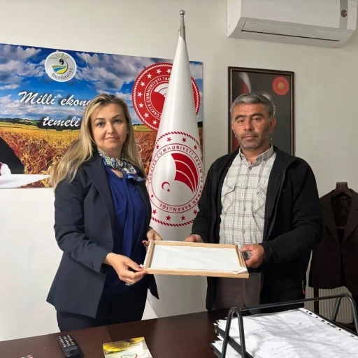 Burhaniye&rsquo;de ipek b&ouml;cek&ccedil;iliğinde ilk kozalar hasat edildi
