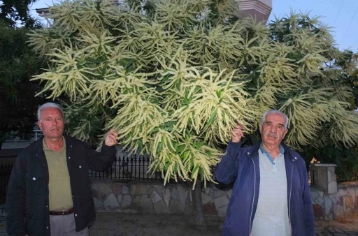 Burhaniye&rsquo;de kestane ağa&ccedil;ları &ccedil;i&ccedil;ek a&ccedil;tı
