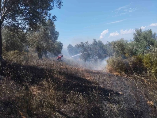 Burhaniye&rsquo;de zeytinlik yangınına havadan ve karadan m&uuml;dahale ediliyor
