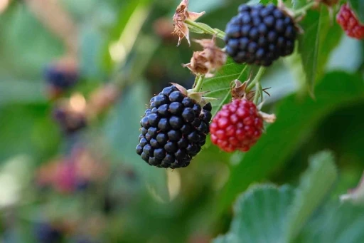 Bursa Büyükşehir 9 üründe fide ve fidan desteğinde bulunacak
