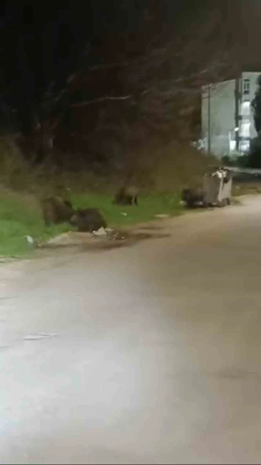 Bursa&rsquo;da a&ccedil; kalan domuz s&uuml;r&uuml;s&uuml; şehre indi
