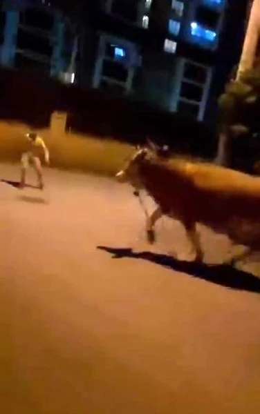 Bursa&rsquo;da dana paniği

