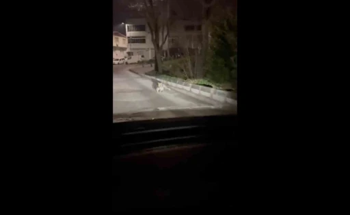 Bursa&rsquo;da gece yarısı tilki, ağzında kediyle sokakta g&ouml;r&uuml;nt&uuml;lendi
