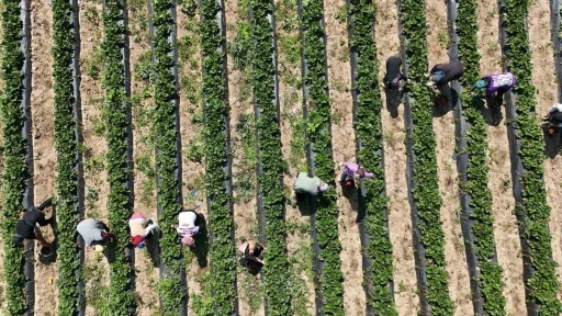 Bursa’da ’kırmızı elmas’ hasadı başladı
