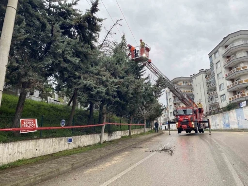Bursa&rsquo;da lodos ağacı devirdi, elektrik hatları zarar g&ouml;rd&uuml;
