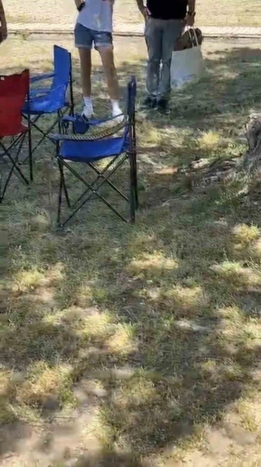 Bursa&rsquo;da sarı yılan paniği
