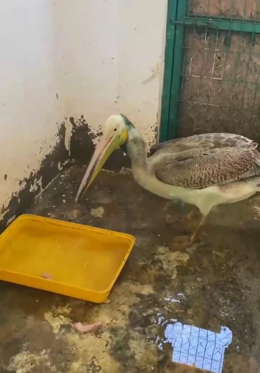 Bursa&rsquo;da tedavisi tamamlanan ak pelikan doğaya salındı
