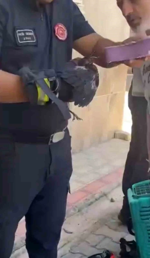 Bursa’da yürekleri ısıtan kurtarma Yavru karga ağaca sıkıştı, çaresizce bekledi
