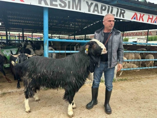 Bursa&rsquo;daki kurban pazarının şampiyon ke&ccedil;isi 47 bin liradan satıldı
