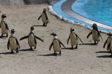 Bursa Hayvanat Bahçesi’nde penguen ailesine 2 yeni üye
