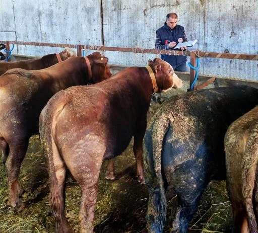 Büyükbaş hayvanlara şap aşısı ve sağlık taraması
