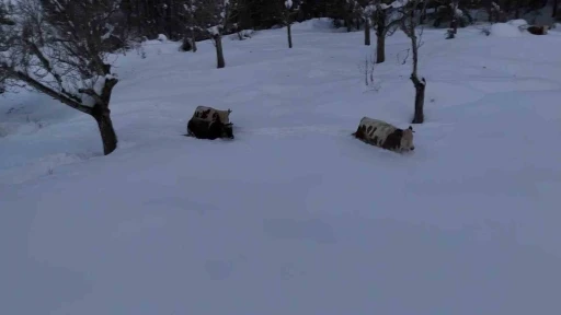 B&uuml;y&uuml;kbaş hayvanların karla imtihanı dronla g&ouml;r&uuml;nt&uuml;lendi
