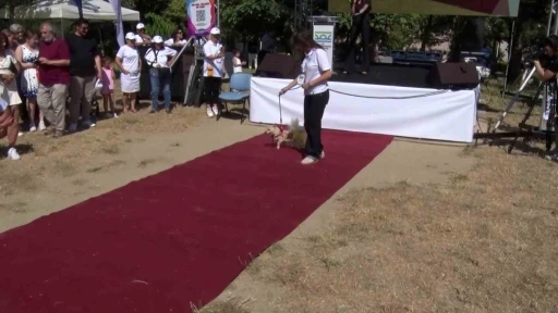 B&uuml;y&uuml;k&ccedil;ekmece&rsquo;de can dostları sahiplendirme festivali
