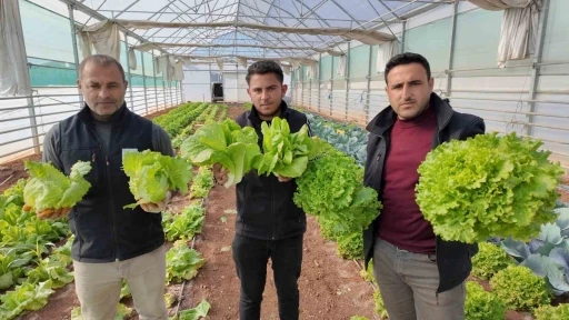 B&uuml;y&uuml;kşehir Belediyesi seralarında kışlık sebze hasadı başladı
