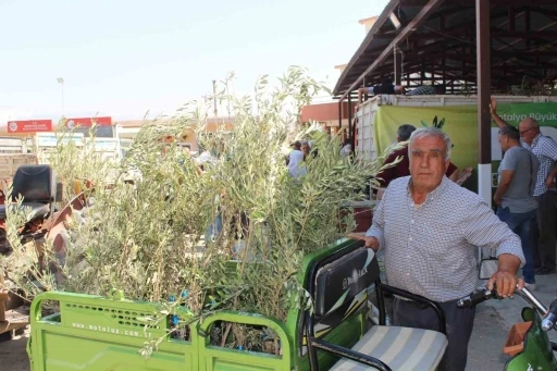 Büyükşehir’den 19 ilçeye 40 bin zeytin fidanı desteği
