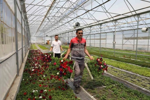 B&uuml;y&uuml;kşehir&rsquo;in &uuml;rettiği &ccedil;i&ccedil;ekler Ordu&rsquo;yu renklendiriyor
