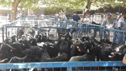 Muğla'da Kurban Bayramı Hazırlığı
