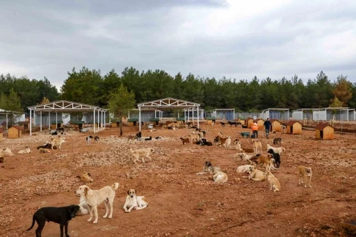B&uuml;y&uuml;kşehir sokak k&ouml;pekleri i&ccedil;in doğal yaşam alanı kapasitesini arttırdı
