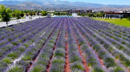 B&uuml;y&uuml;kşehirin lavanta bah&ccedil;esi, Erciyes manzarasıyla ziyaret&ccedil;ilerini b&uuml;y&uuml;l&uuml;yor
