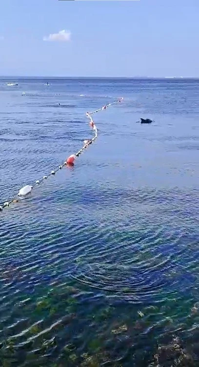 Caddebostan’da yunuslarla vatandaşın yüzme keyfi kamerada
