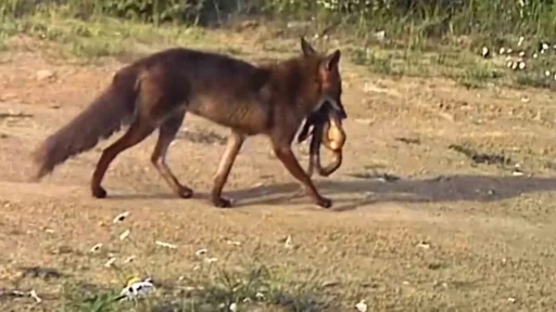&Ccedil;akal ağzındaki yılanla g&ouml;r&uuml;nt&uuml;lendi
