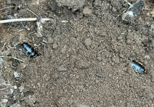 &Ccedil;am ormanlarına biyolojik kalkan

