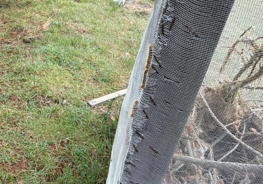 &Ccedil;am ormanlarında &rsquo;Kese kurdu&rsquo; alarmı
