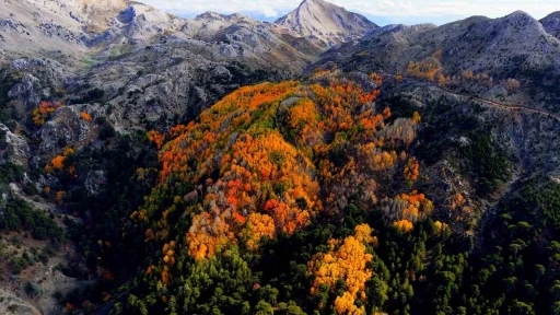 &Ccedil;ameli&rsquo;nin titrek kavak ormanları bulutların arasında g&ouml;rsel ş&ouml;len sunuyor
