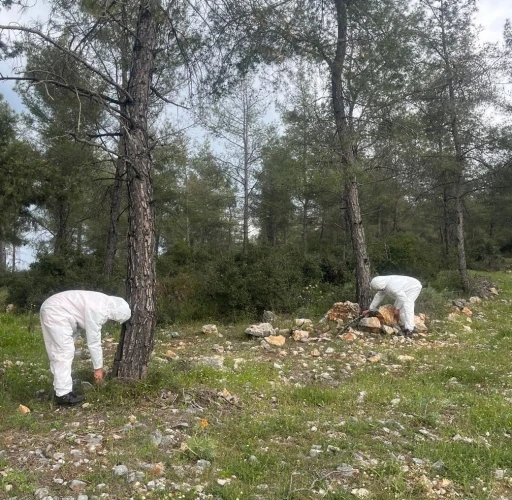 &Ccedil;amkese b&ouml;ceği ile m&uuml;cadele devam ediyor