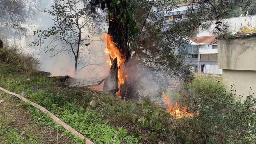 Çamlık alanda çıkan yangın büyümeden söndürüldü
