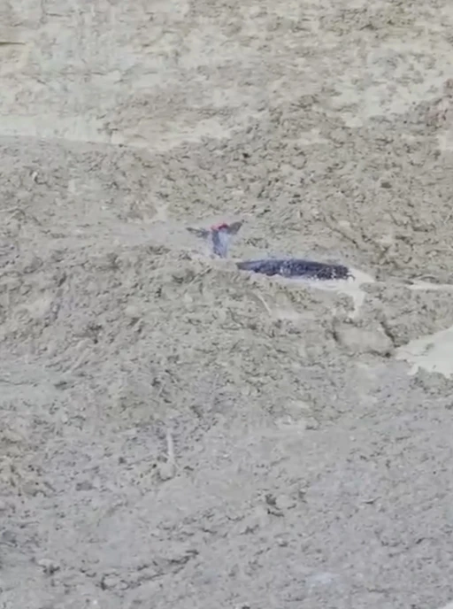 &Ccedil;amura saplanan karaca i&ccedil;in ekipler seferber oldu
