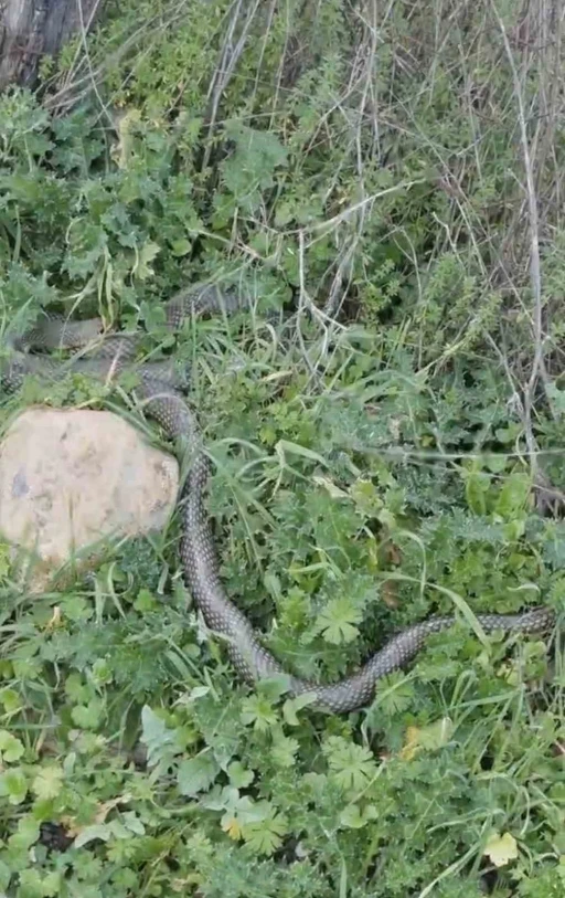 &Ccedil;an&rsquo;da 2 metrelik yılan kamerada
