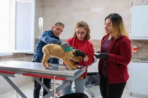 Can dostlar i&ccedil;in Menemen&rsquo;de rekor tedavi sayısına ulaşıldı

