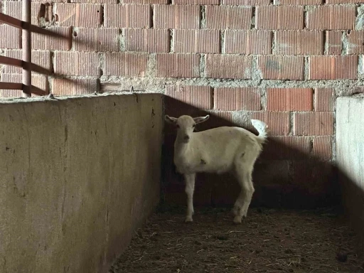 &Ccedil;anakkale&rsquo;de 3 bacaklı oğlak g&ouml;renleri şaşırtıyor

