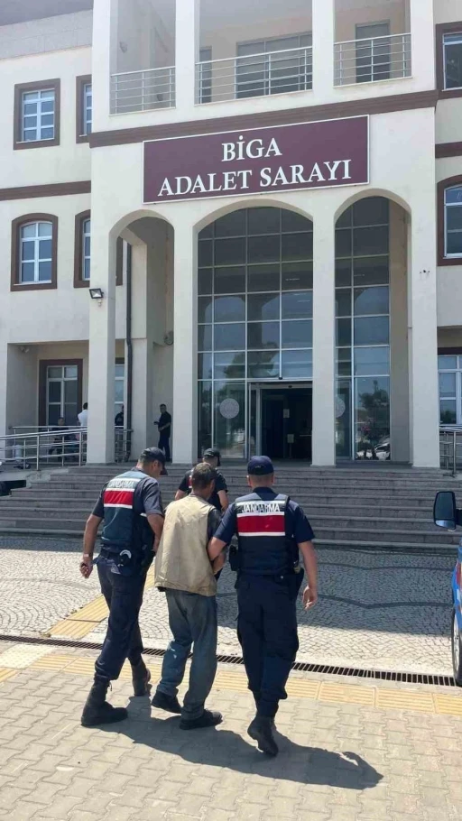 Çanakkale’de arazide 77 kök kenevir ele geçirildi: 1 tutuklama

