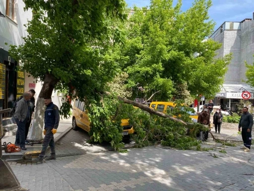 Çanakkale’de fırtınada kırılan ağaç dalı araçların üzerine devrildi
