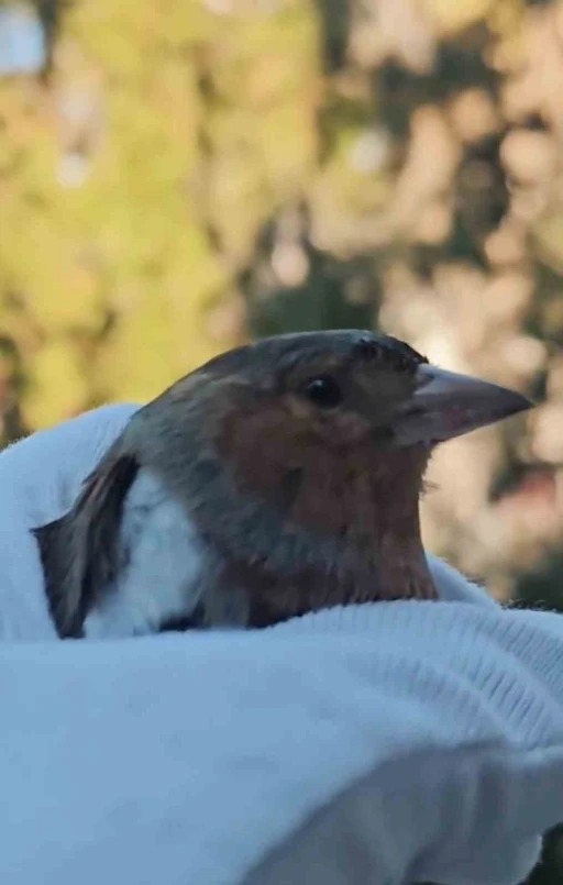 &Ccedil;anakkale&rsquo;de ispinoz tedavi sonrası doğaya salındı
