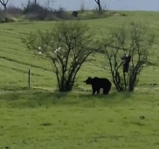 Çanakkale’de köy yoluna inen ayı cep telefonu kamerasına yansıdı
